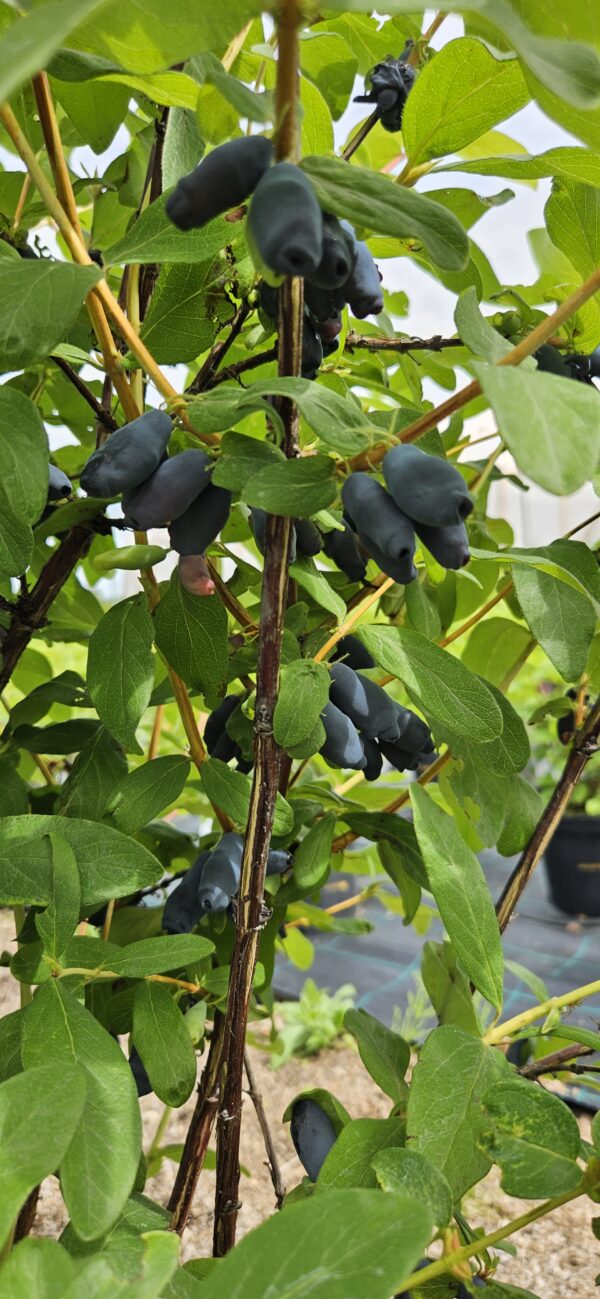 Sausmedis valgomasis "Duet"