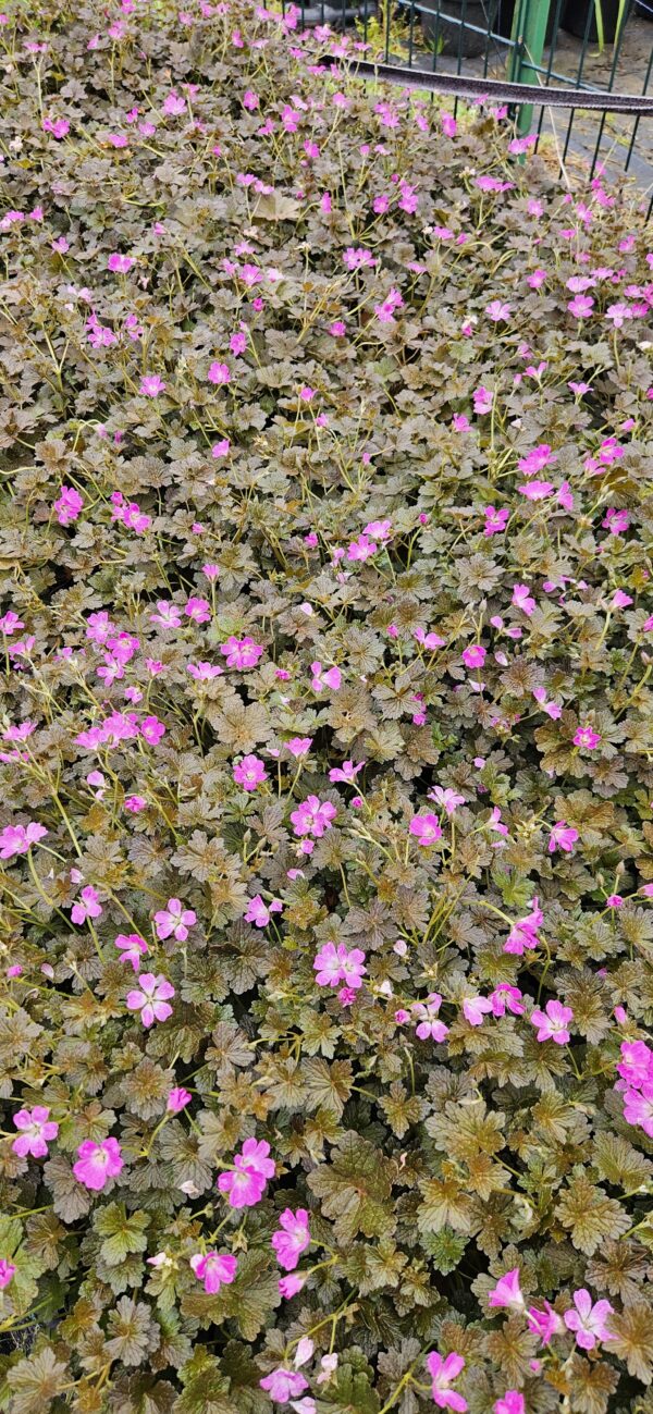 Snaputis "Orkney Cherry"               (Geranium "Orkney Cherry")
