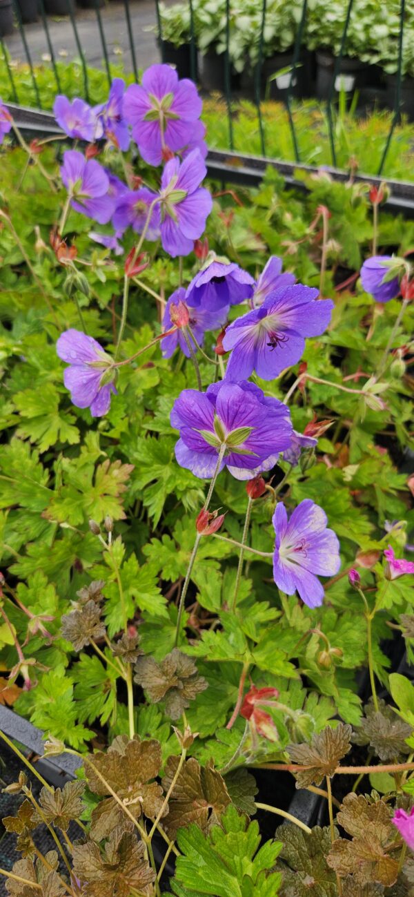 Snaputis "Rozanne"                   (Geranium "Rozanne")