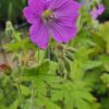Snaputis "Rose Clair" (Geranium "Rose Clair")