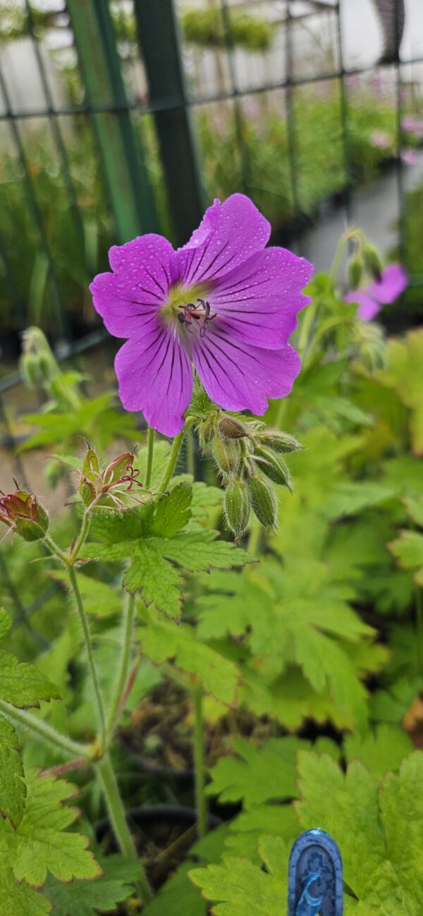 Snaputis "Rose Clair" (Geranium "Rose Clair")