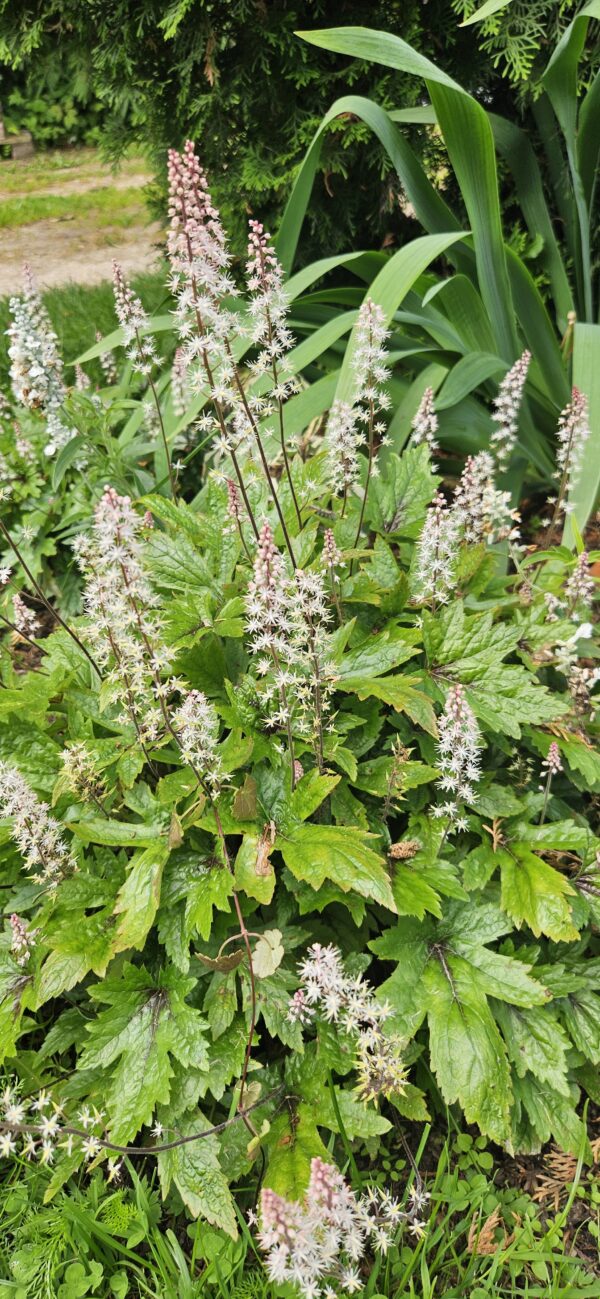 Tiarelė  "Pink Skyrocket"                   (Tiarella "Pink Skyrocket")
