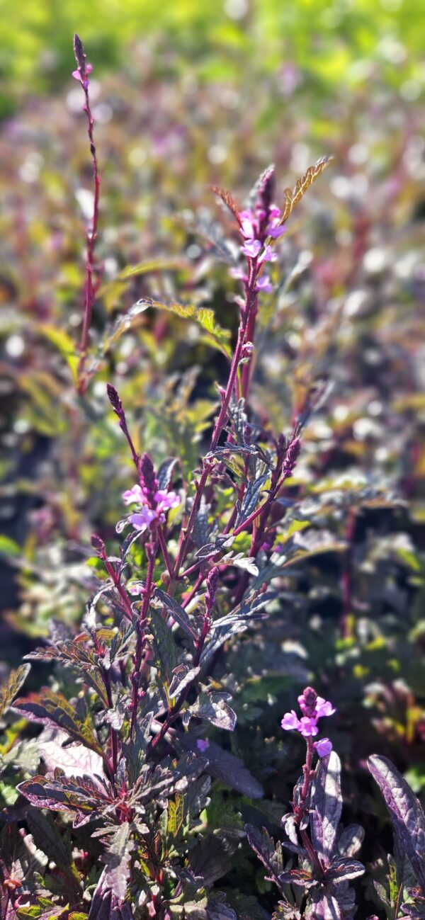 Verbena „Bampton” (Verbena macdougalii „Bampton”)