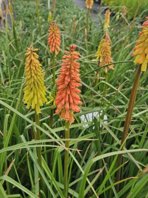 Knipofija "Flamenco" (Kniphofia uvaria "Flamenco")