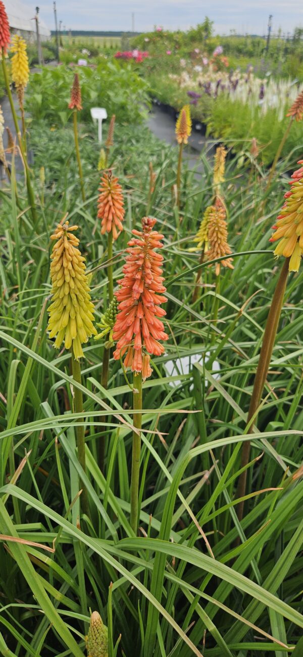 Knipofija "Flamenco" (Kniphofia uvaria "Flamenco")
