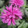 Monarda "Melua Pink                     (Monarda "Melua Pink")