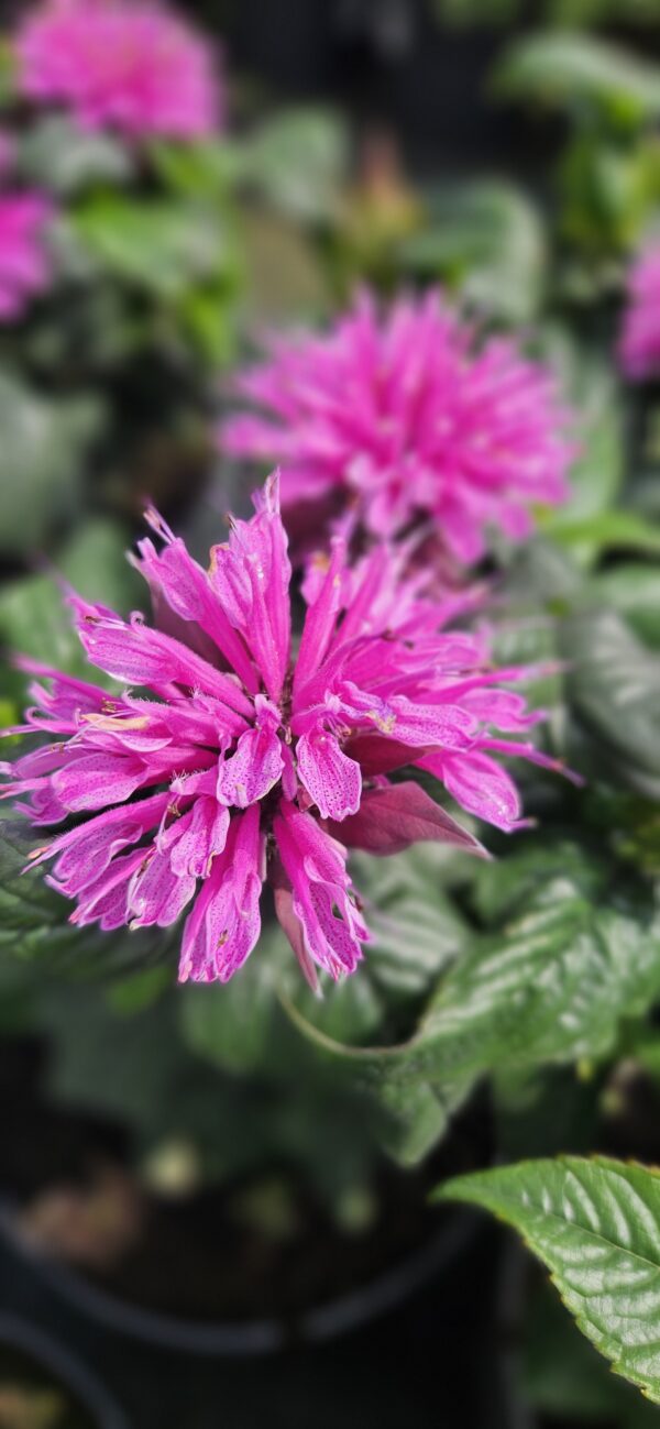 Monarda "Melua Pink                     (Monarda "Melua Pink")