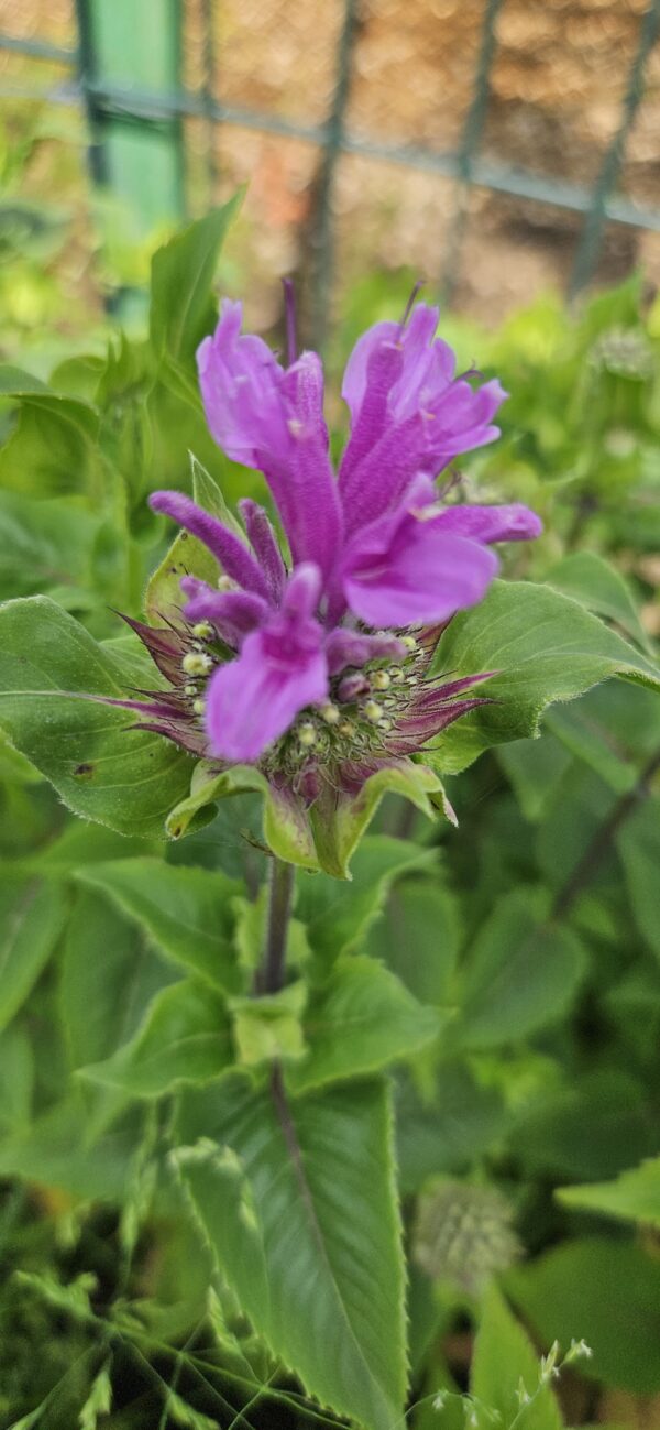 Monarda "Leading Lady Orchid" (Monarda didyma "Leading Lady Orchid")