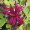 Monarda  "Bee True"                       (Monarda  "Bee True")