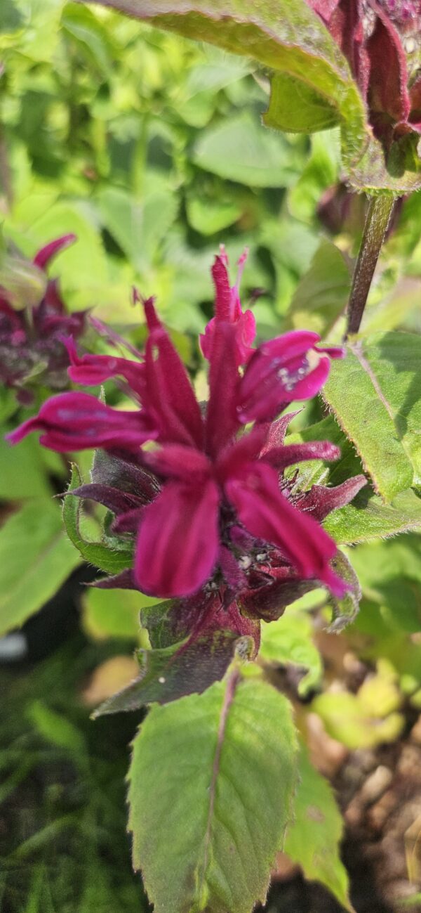 Monarda  "Bee True"                       (Monarda  "Bee True")