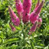 Veronika varpotoji "Candles Bubblegum"   (Veronica spicata "Candles Bubblegum")