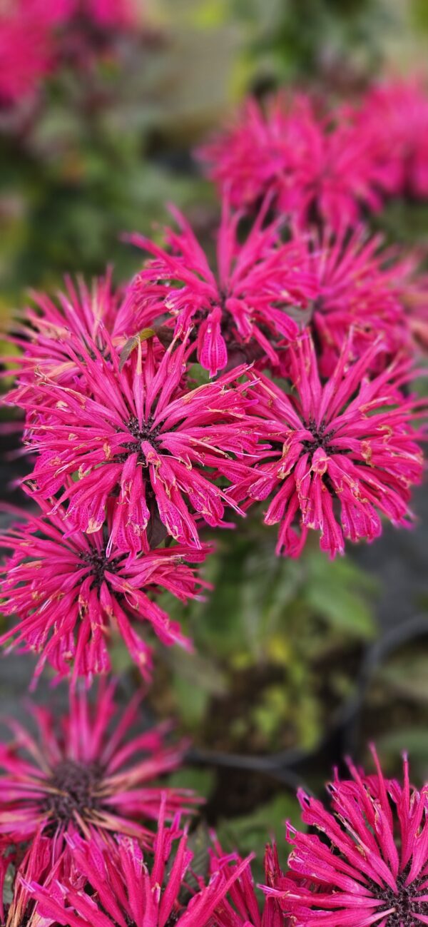 Monarda "Leading Lady Razzberry" (Monarda didyma "Leading Lady Razzberry")