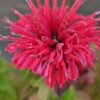 Monarda "Bee Pure" (Monarda hybride "Bee Pure")