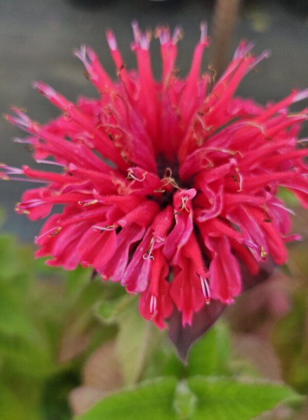 Monarda "Bee Pure" (Monarda hybride "Bee Pure")