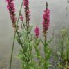 Raudoklė paprastoji "Pink Promenade"                     (Lythrum salicaria "Pink Promenade" )