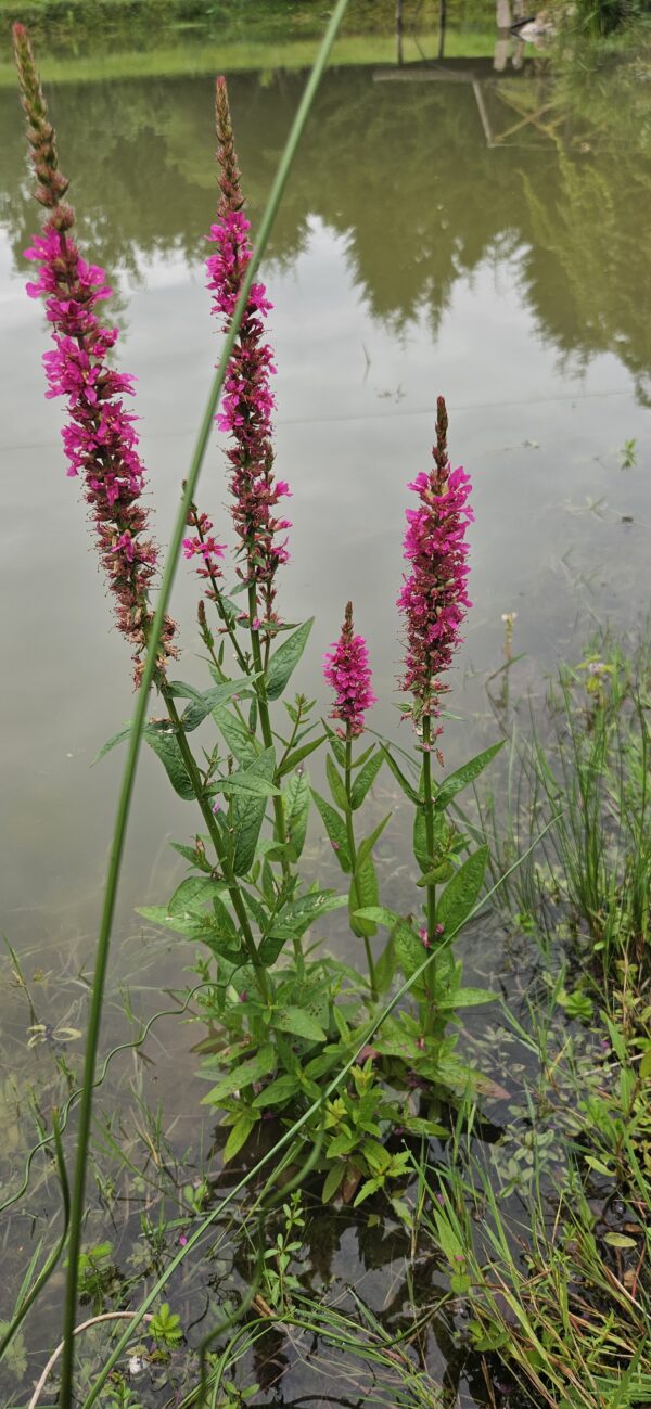Raudoklė paprastoji "Pink Promenade"                     (Lythrum salicaria "Pink Promenade" )