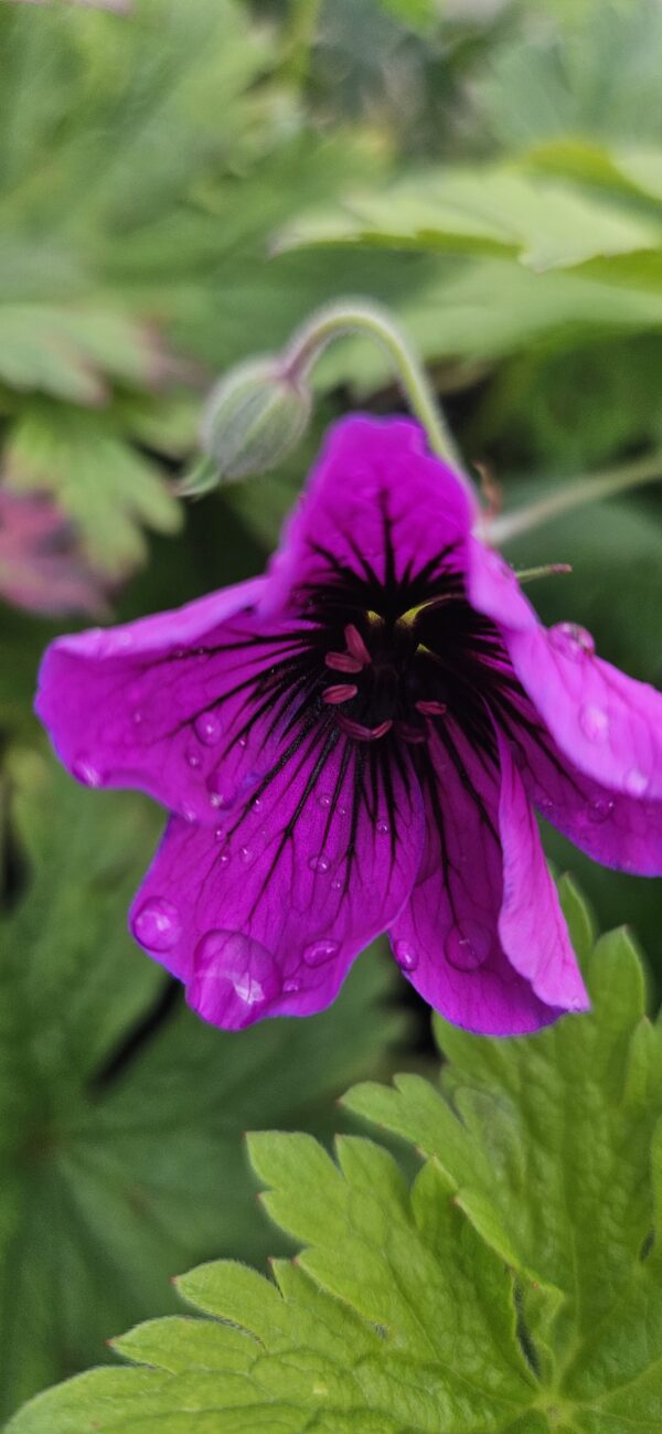 Snaputis "Dragon Heart" (Geranium "Dragon Heart")