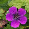 Snaputis "Dragon Heart" (Geranium "Dragon Heart")
