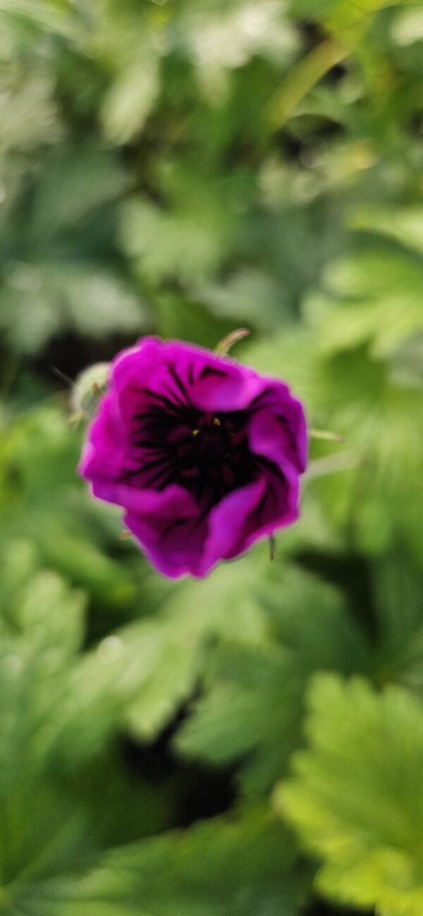 Snaputis "Dragon Heart" (Geranium "Dragon Heart")