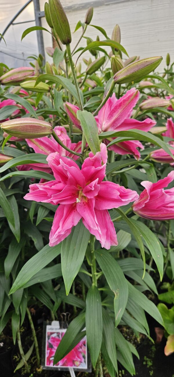 Lelija rytietiška "Roselily Elena"