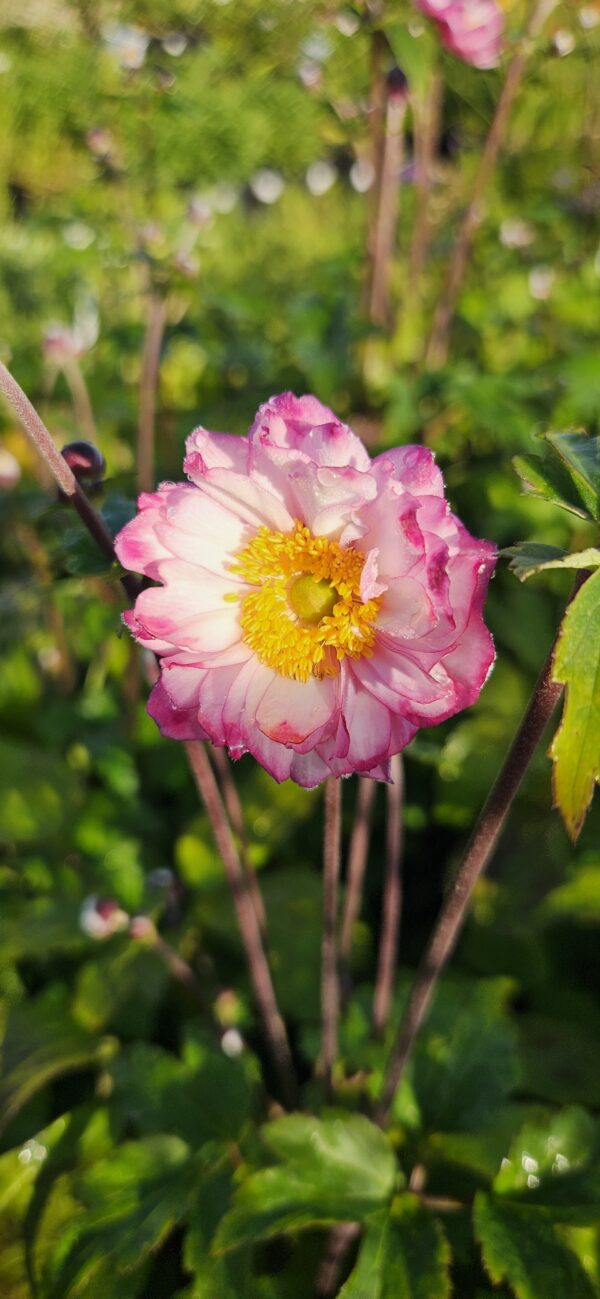 Plukė japoninė "Royal TM Candy" (Anemone "Royal TM Candy")