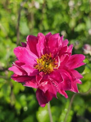 Plukė japoninė "Pamina"                (Anemone hupehensis "Pamina")