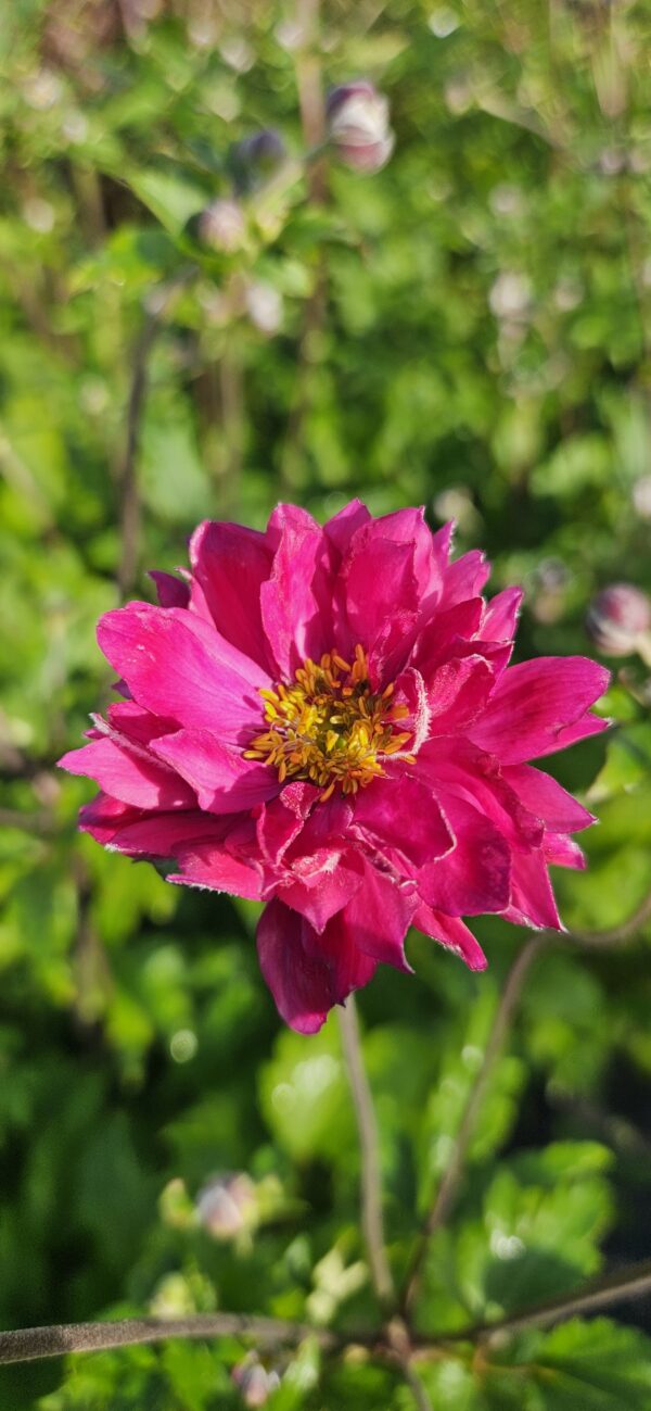 Plukė japoninė "Pamina"                (Anemone hupehensis "Pamina")