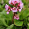 Bergenija "Herbstblute" (Bergenia cordifolia "Herbstblute")