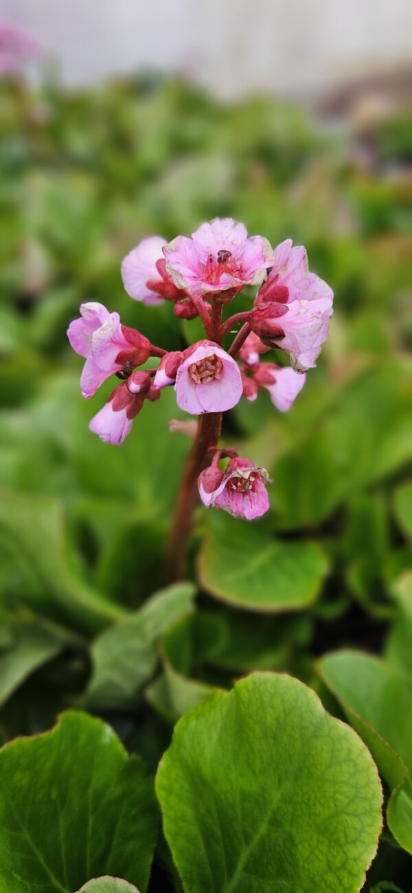 Bergenija "Herbstblute" (Bergenia cordifolia "Herbstblute")