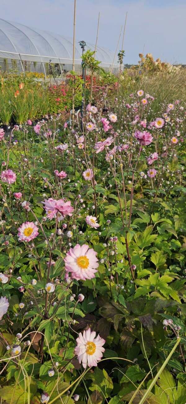 Plukė japoninė "Royal TM Candy" (Anemone "Royal TM Candy")