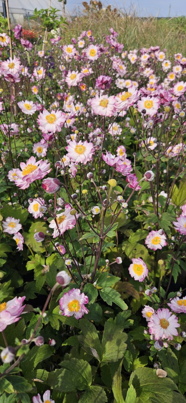 Plukė japoninė "Royal TM Candy" (Anemone "Royal TM Candy")