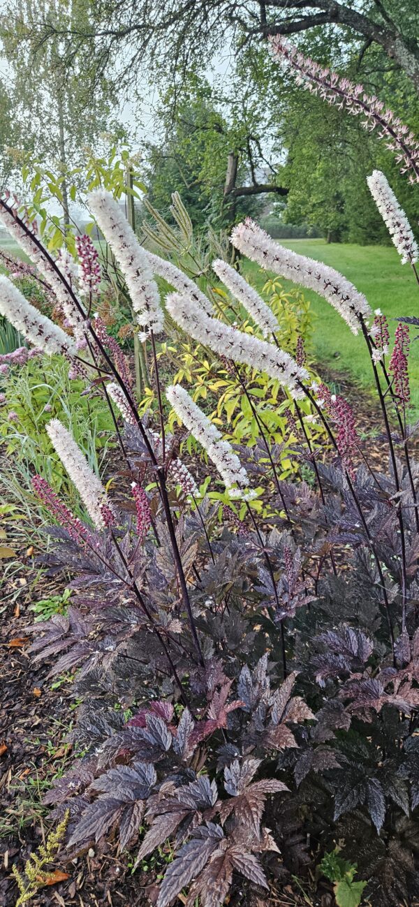 Blakėžudė "Brunette"  (Cimicifuga simplex "Brunette")