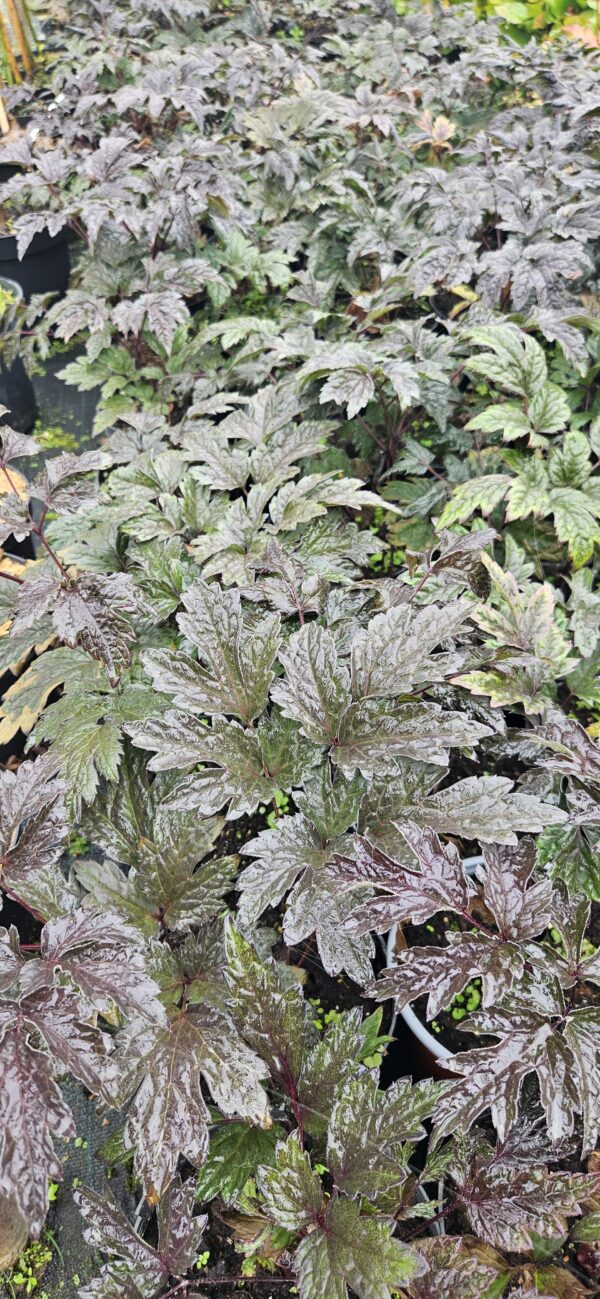 Astilbė "Darkside of the Moon" (Astilbe arendsii "Darkside of the Moon")