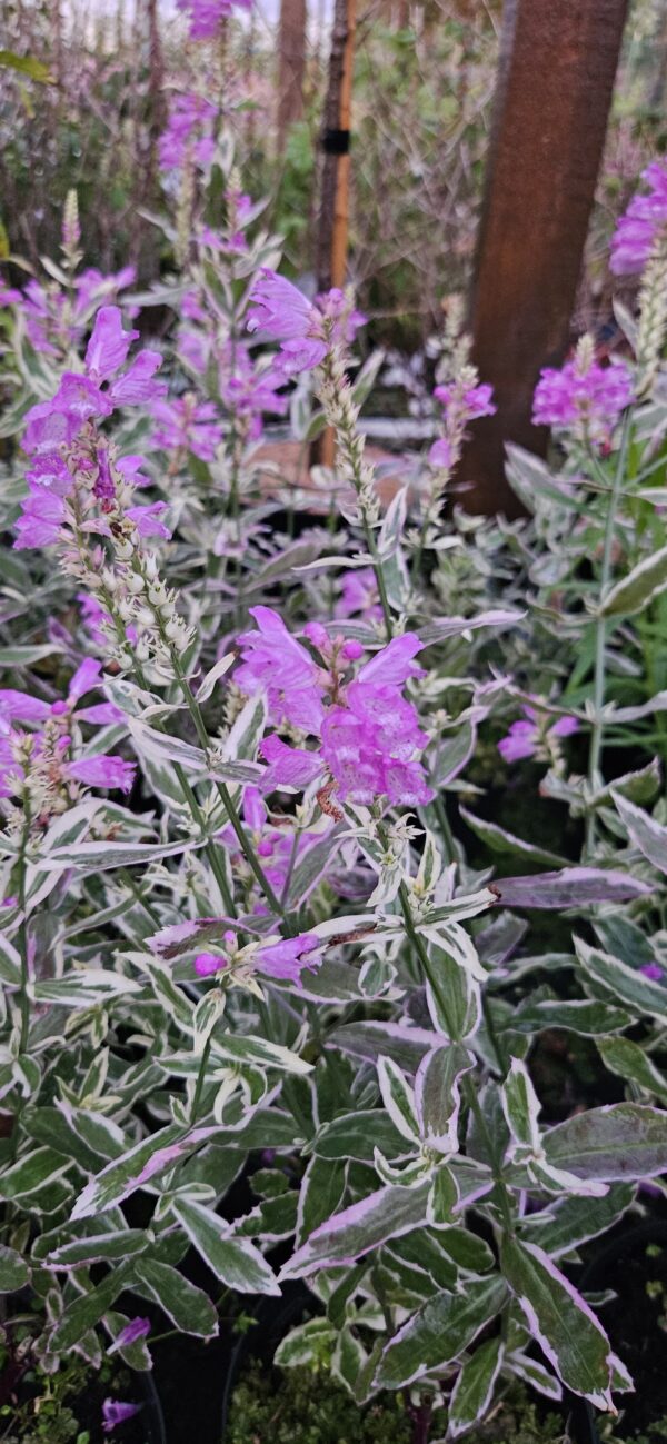 Pūstatauris virgininis "Variegata"                      (Physostegia virginiana "Variegata")