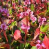 Bergenija "Herbstblute" (Bergenia cordifolia "Herbstblute")