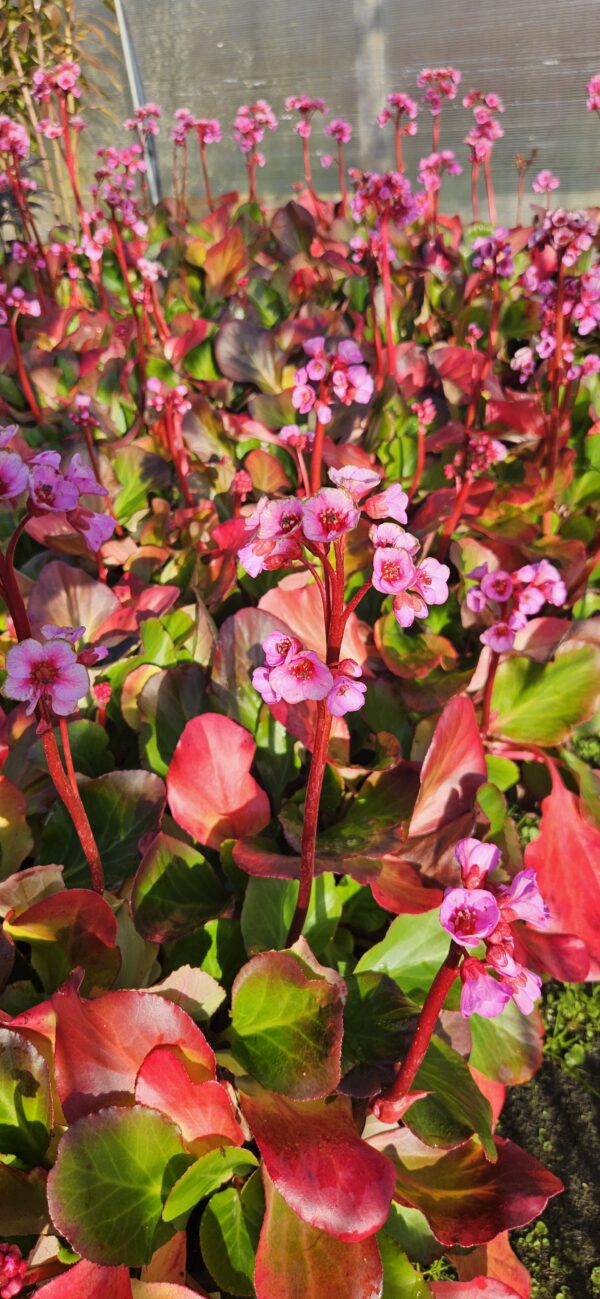 Bergenija "Herbstblute" (Bergenia cordifolia "Herbstblute")