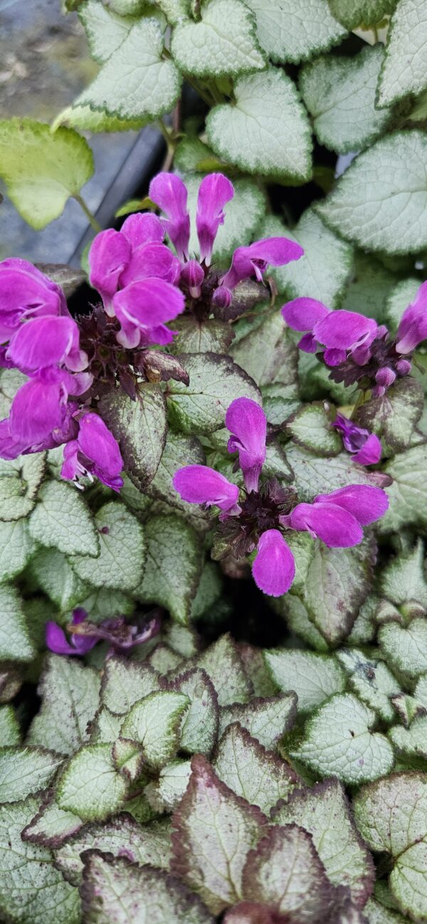 Notrelė "Purple Dragon" (Lamium maculatum "Purple Dragon")