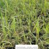 Miskantas kininnis "Lady in Red" (Miscanthus sinensis "Lady in Red")