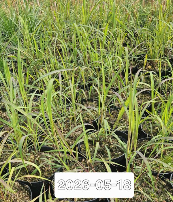 Miskantas kininnis "Lady in Red" (Miscanthus sinensis "Lady in Red")