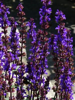 Šalavijas gojinis "Caramia" (Salvia nemorosa "Caramia")