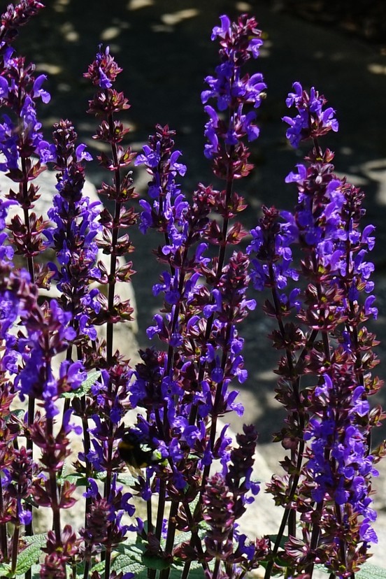 Šalavijas gojinis "Caramia" (Salvia nemorosa "Caramia")
