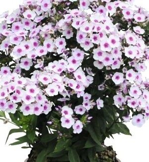 Flioksas "Early Blush Pop" (Phlox paniculata "Early Blush Pop")