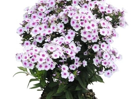 Flioksas "Early Blush Pop" (Phlox paniculata "Early Blush Pop")