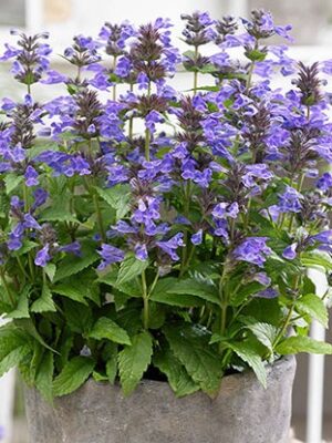 Katžolė "Neptune" (Nepeta hybrida "Neptune")