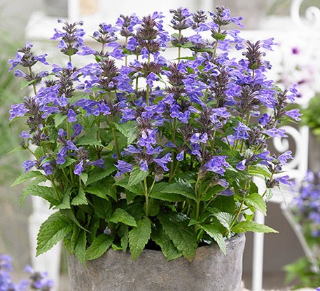 Katžolė "Neptune" (Nepeta hybrida "Neptune")