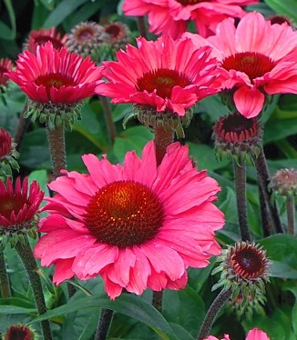 Ežiuolė "SunSeekers Pomegranate" (Echinacea "SunSeekers Pomegranate")