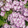 Flioksas "Flame® Lilac Star" (Phlox paniculata "Flame® Lilac Star")