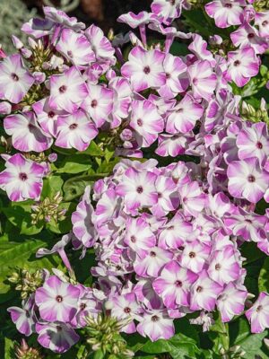 Flioksas "Flame® Lilac Star" (Phlox paniculata "Flame® Lilac Star")