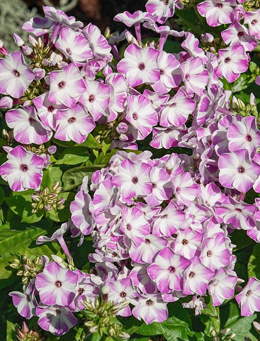 Flioksas "Flame® Lilac Star" (Phlox paniculata "Flame® Lilac Star")
