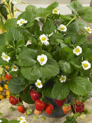 Braškė remontantinė "Loran White"